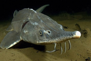 Osttr baikalsky Osttr baikalsky